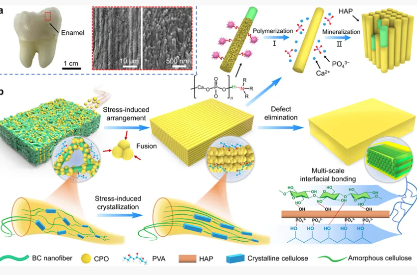 華南理工大學鐘林新團隊《AFM》：通過取向效應和原位生物礦化構建超強、透明的仿生納米復合材料