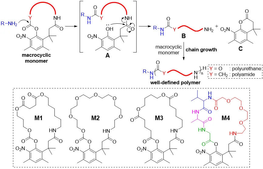 中國(guó)科學(xué)院化學(xué)所張科課題組JACS：級(jí)聯(lián)反應(yīng)基可控大環(huán)開環(huán)聚合新方法